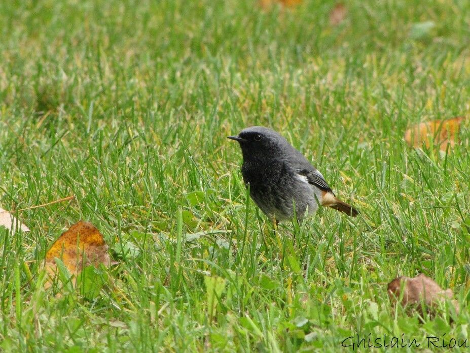 Black Redstart male adult