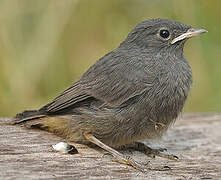 Black Redstart