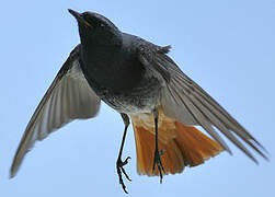 Black Redstart