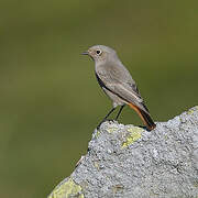 Black Redstart