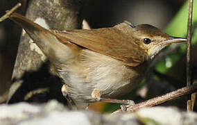 Blyth's Reed Warbler