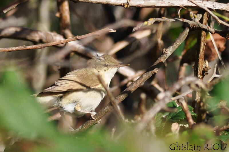 Blyth's Reed Warbler