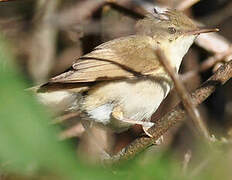 Blyth's Reed Warbler