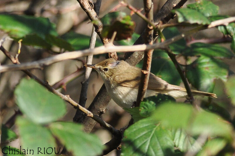 Blyth's Reed Warbler