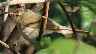 Blyth's Reed Warbler