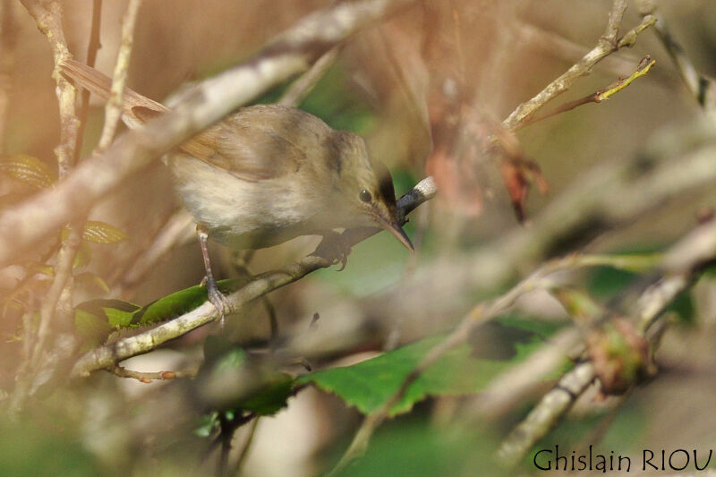 Blyth's Reed Warbler