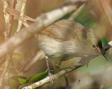 Blyth's Reed Warbler