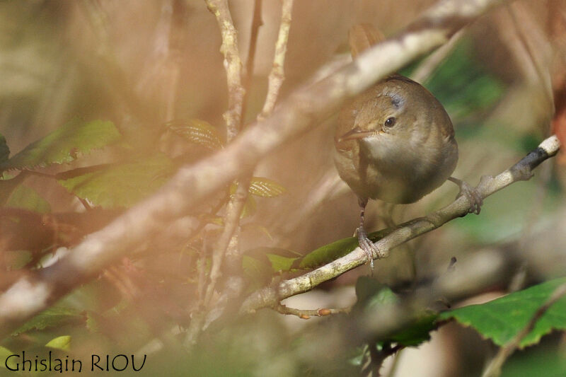 Blyth's Reed Warbler