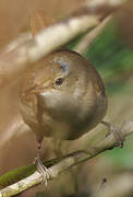 Blyth's Reed Warbler