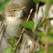 Blyth's Reed Warbler