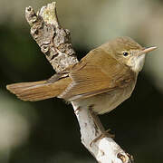 Blyth's Reed Warbler