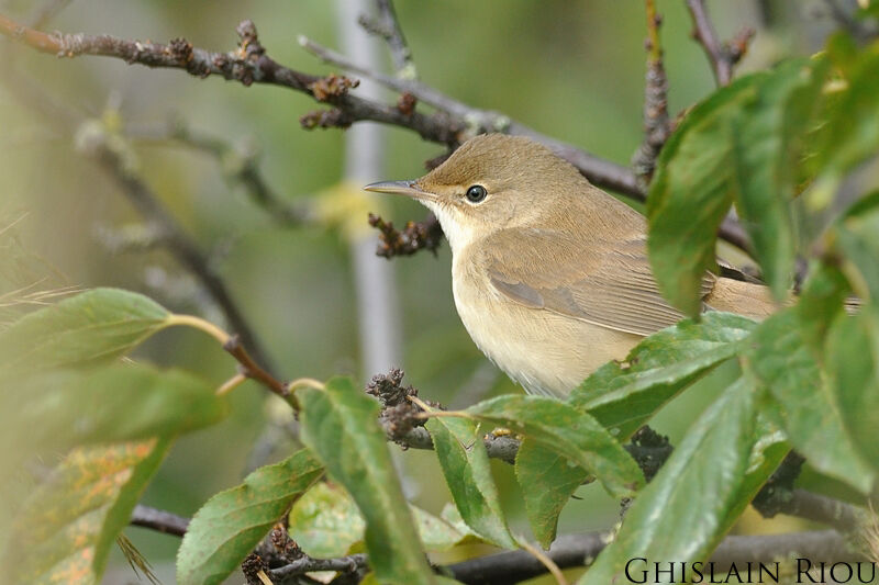 Common Reed Warbler