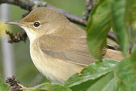 Eurasian Reed Warbler