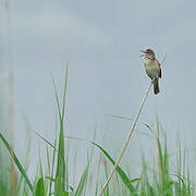 Great Reed Warbler