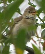 Marsh Warbler