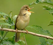 Marsh Warbler