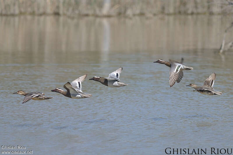 Garganey, Flight