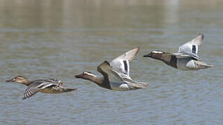 Garganey