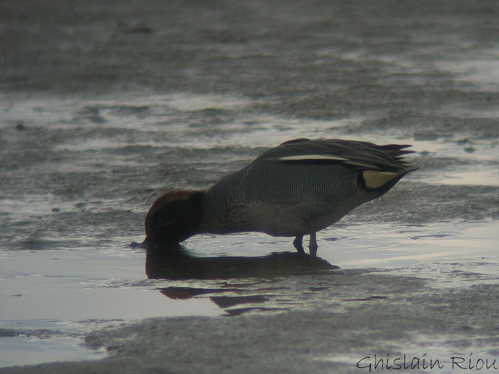 Eurasian Teal male adult