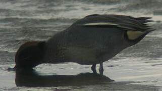 Eurasian Teal