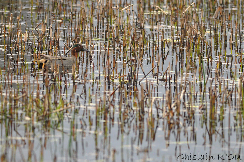 Eurasian Teal male adult