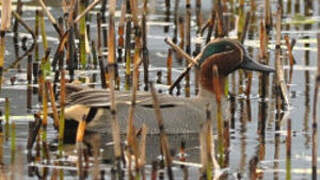 Eurasian Teal