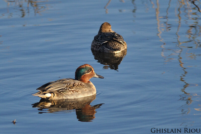 Eurasian Teal