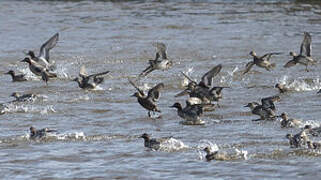 Eurasian Teal