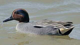 Eurasian Teal