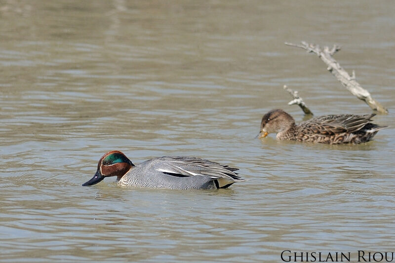 Eurasian Tealadult breeding