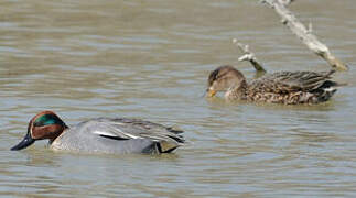 Eurasian Teal