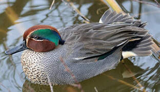 Eurasian Teal