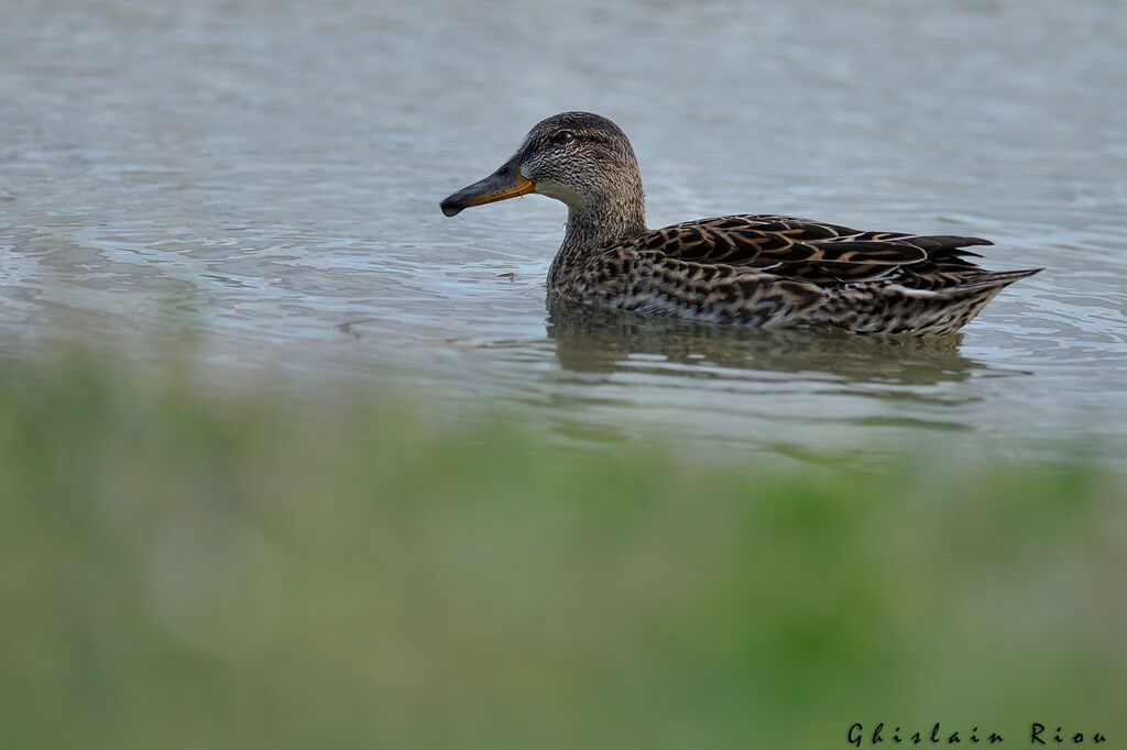 Eurasian Teal female