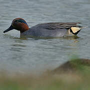 Eurasian Teal