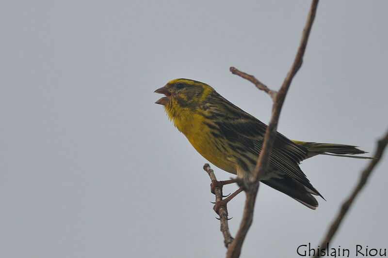 Serin cini mâle