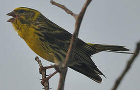 European Serin