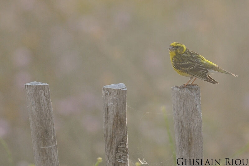 European Serin