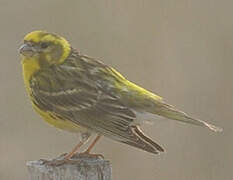 European Serin