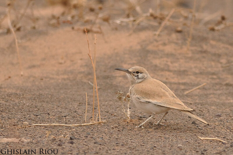 Greater Hoopoe-Lark