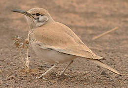 Greater Hoopoe-Lark