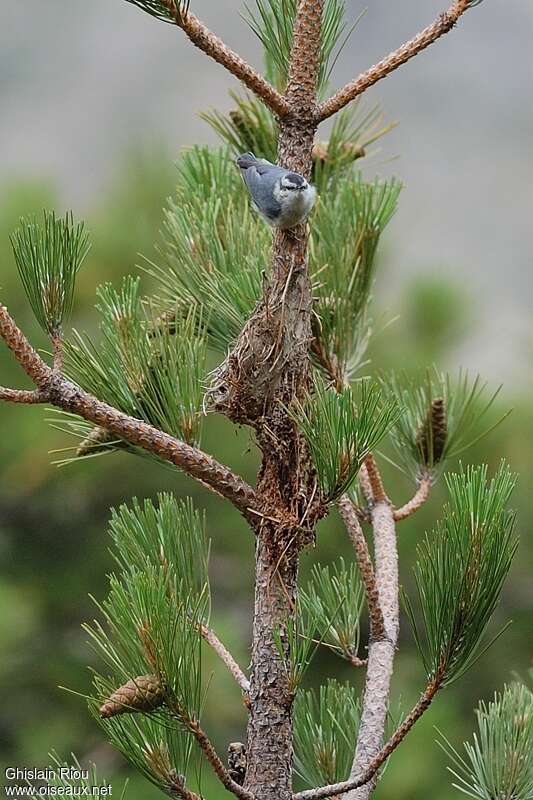 Corsican Nuthatchadult, habitat, pigmentation, Behaviour