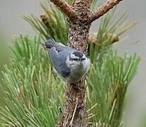 Corsican Nuthatch