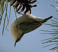 Corsican Nuthatch