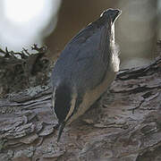 Corsican Nuthatch