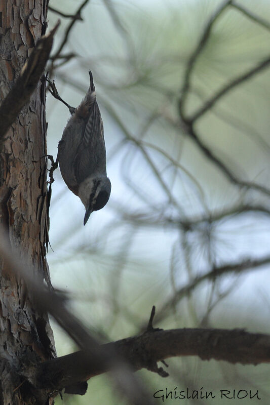 Krüper's Nuthatch