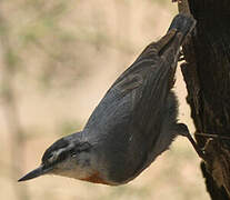 Krüper's Nuthatch