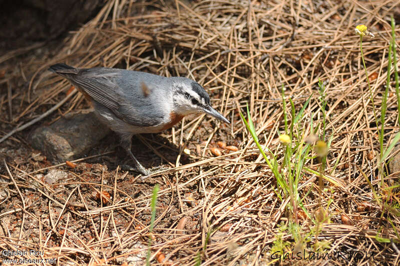 Krüper's Nuthatchadult, pigmentation, fishing/hunting