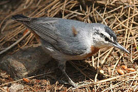 Krüper's Nuthatch