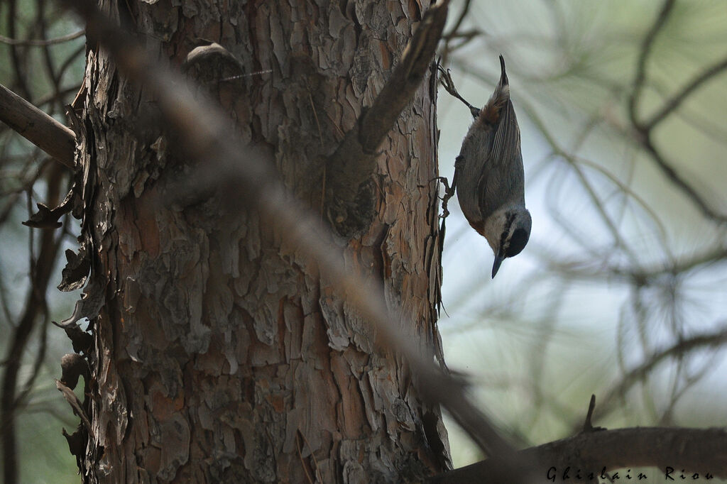 Krüper's Nuthatch male adult