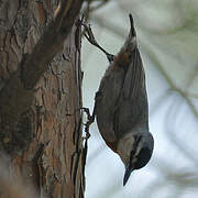 Krüper's Nuthatch